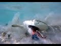 2 Baby Lemon Sharks Attacking At The Same Time