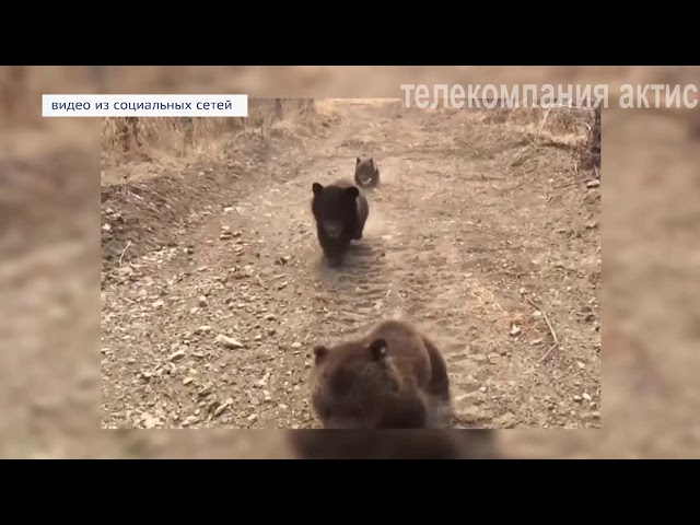 Косолапые сироты нашли приют