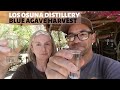 So, is 100% Blue Agave Tequila? | Los Osuna Distillery Agave Harvest