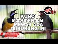 1 Pukulan Hancurkan Musuh Nembak Nembak Cucak Cungkok Vs Srigunting Gacor ️