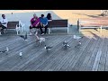 These Seagull Are Fighting Over A Pizza