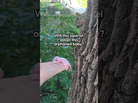 Mama Squirrel Adopts Orphaned Baby | The Dodo