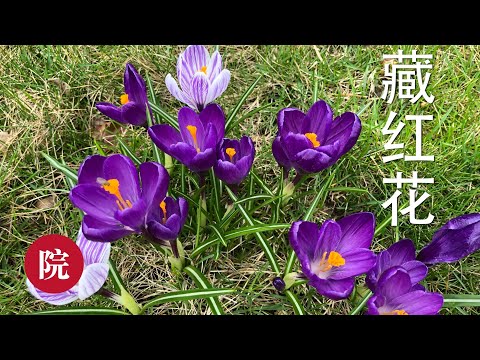 紅花植物