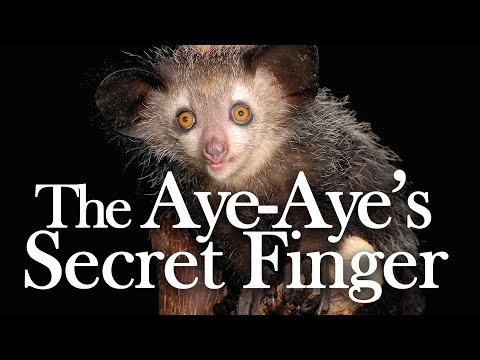 The Aye-Aye's Secret Sixth Finger: the Discovery of a Pseudothumb