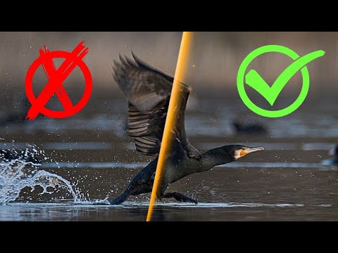 Raw vs Jpeg for Nature Photography - What to choose?