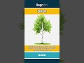 birch (noun) - definition and usage in English