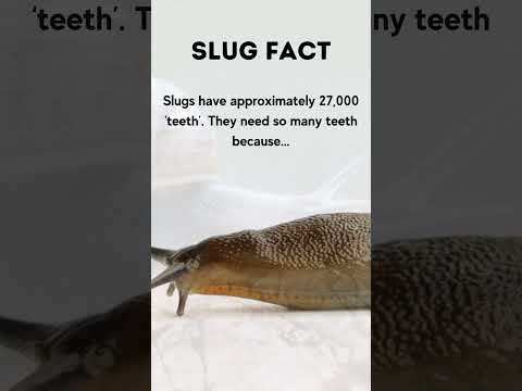 How many TEETHS the SLUG have 🤯🤯✅ #shorts #slugs #facts #wildlife
