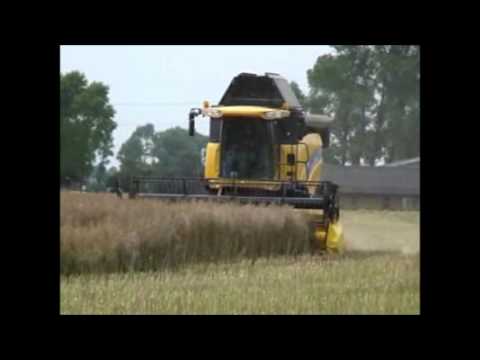 Timmerman-Willem: Koolzaad dorsen.