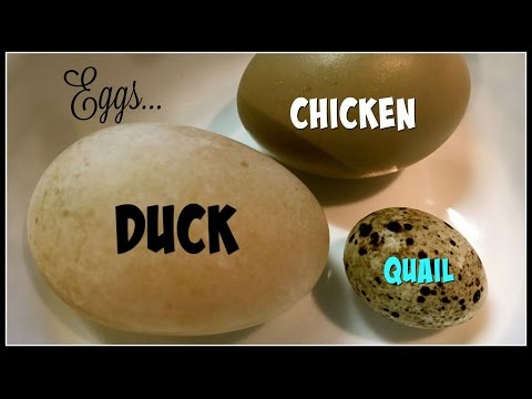 Yummy Eggs! Duck vs Chicken vs Quail