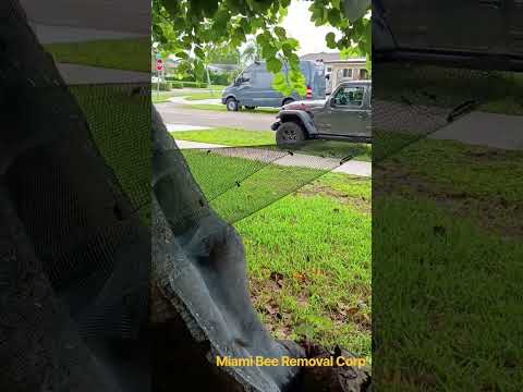 Trap-out from tree in Miami (Olympia Heights)