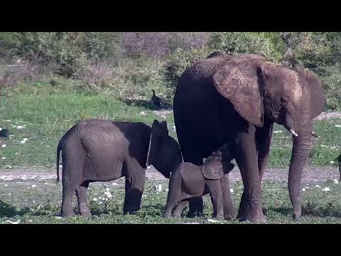 A Cute Elephant Calf at Tau