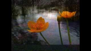 Whisper Of A Thrill -Thomas Newman