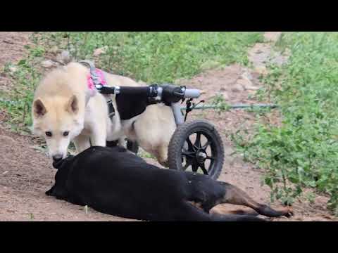 Maitri settling into the pack