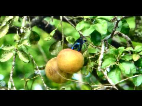 Red-legged Honeycreeper
