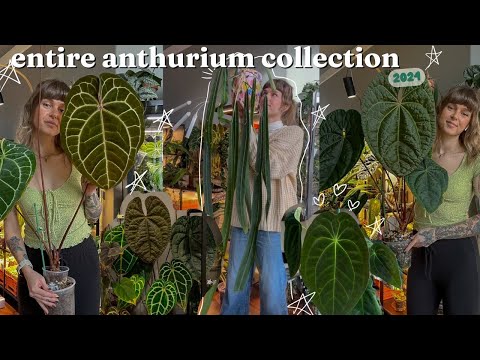 all of my anthurium 🖤🌿 with growth updates, growing conditions, & where i got them!