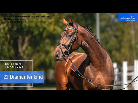 Schlamminger-Auktion Lot 22 Diamantenkind Stute v. Diamant De Casall - Comme il faut NRW