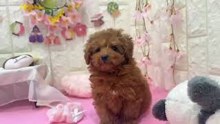 トイプードルの動画01