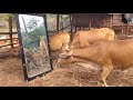 Mirror Prank Funny Dog Cow Monkey 5starfun