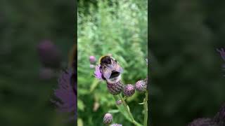 Music video thumbnail preview for Шмели #Shorts by Шмели