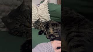 猫の筋トレ #shorts #猫のいる暮らし #ねこライフ #cat #猫のいる風景  #catshorts