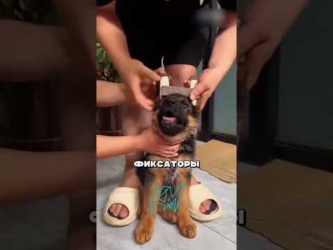 Тейпирование ушей у немецких овчарок #факты