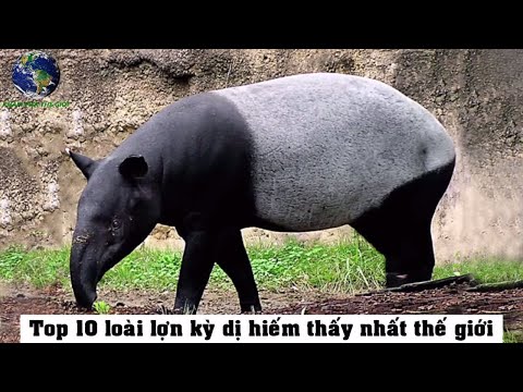 , title : 'Top 10 Loài Lợn Kỳ Dị Hiếm Thấy Nhất Thế Giới | Khám Phá Thế Giới'