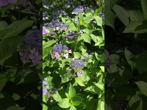 アジサイの開花を促進するのに最適なマルチは何ですか?  庭園