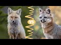 Red vs. Gray Fox: What's the Difference?