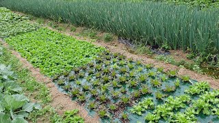 텃밭에 대파 양배추 쌈배추 청상추 꽃상추 비트 엔다이브 오크린상추 등등 잘 크고 있습니다.