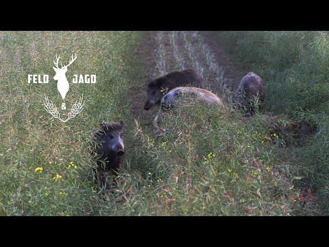 Rapsschweine bei Tageslicht - Feld und Jagd