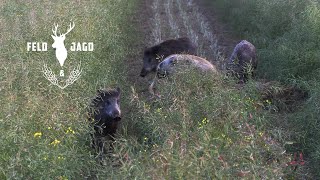 Rapsschweine bei Tageslicht - Feld und Jagd