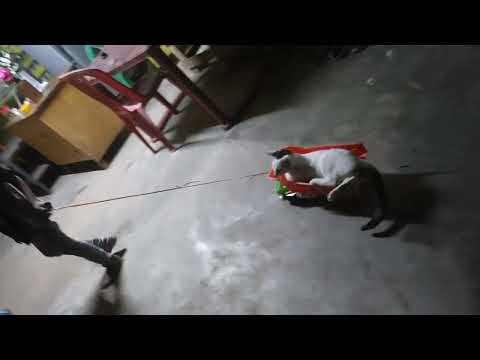 funny video with cat 🐈😺 and my brother 😄