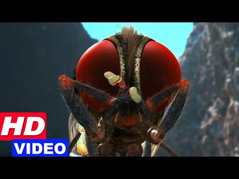 Eecha Movie Best Visual Effect Scene | Nani is reborn as fly | S S Rajamouli | Hit Malayalam Movie