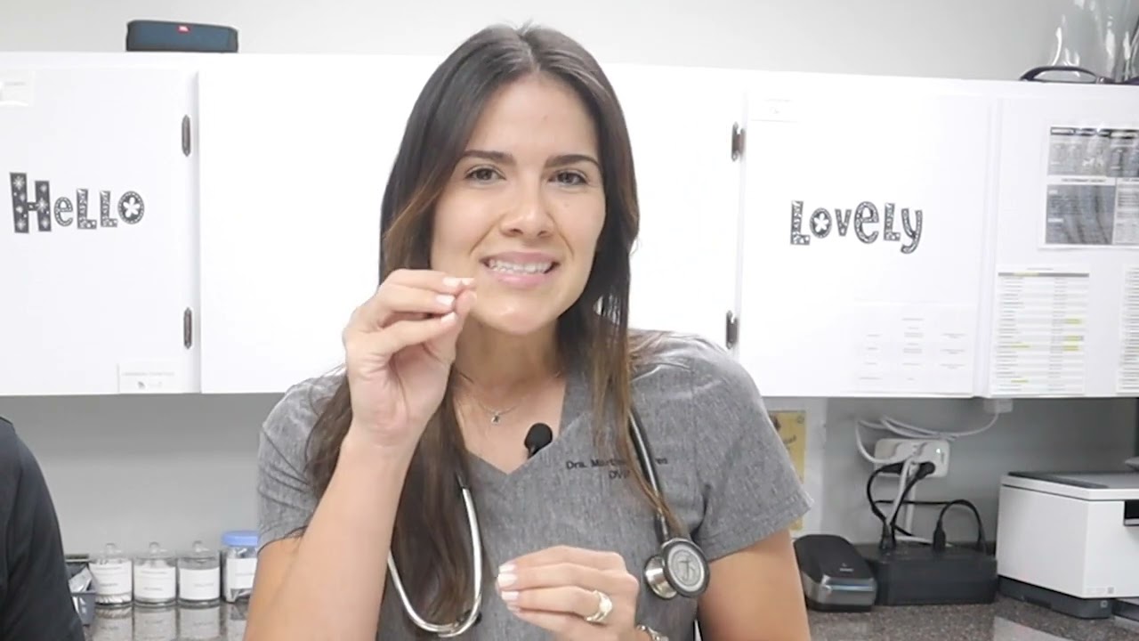 Cómo reconocer la diferencia entre las PULGAS y las GARRAPATAS