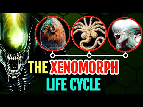 Entire Xenomorph Life Cycle Dissected In Detail From The Xeno-Egg To Facehugger To Newborn Xenomorph