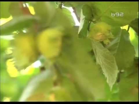 Koliko moze da zivi lesnik ?