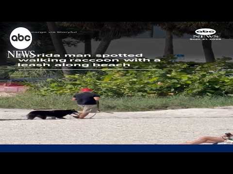 Florida man spotted walking raccoon with a leash along beach