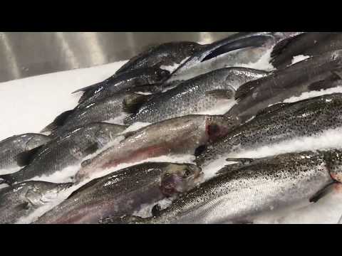 Como exibir o peixe inteiro no gelo. Vida marinha. Exibição do peixe inteiro no gelo.