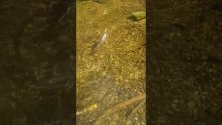 平瀬彪 撮影　小規模ダムの最上流で釣れた小魚