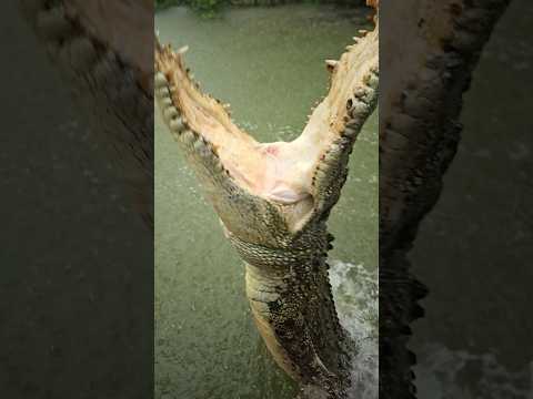 Giant Crocodile Jump! #gatorland #crocodile #saltwatercrocodile