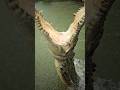 Giant Crocodile Jump Gatorland Crocodile Saltwatercrocodile