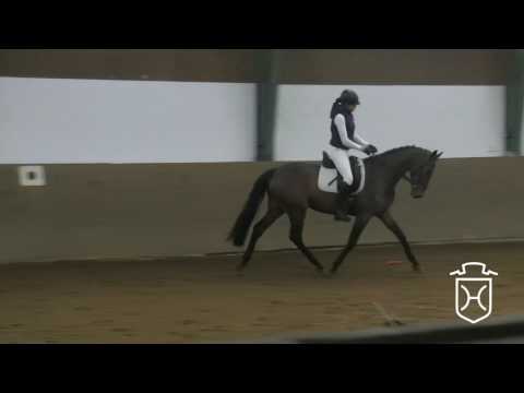 13 Holsteiner Stute von Cormint - Carthago - Bachus