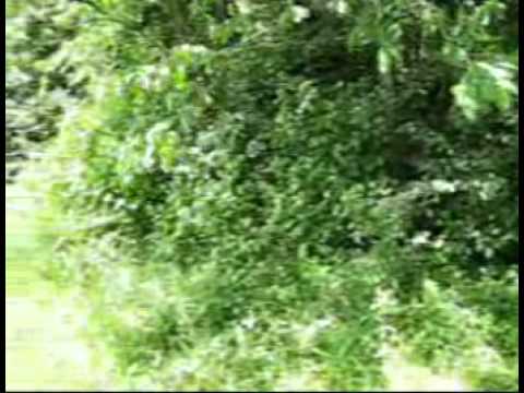 Schweizer Familie Feuerstelle - Ligerz