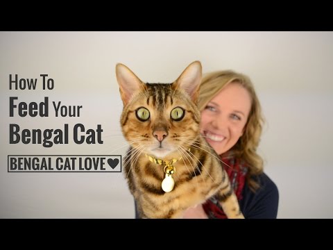 How to Feed Your Bengal Cat (Covering Raw Diet, Prey Model Raw & Commercial Cat Food)