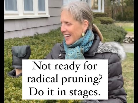 Do You Have Some Overgrown Yews Or Other Shrubs To Prune?