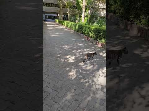 Cats of #Ekbatan town  #tehran #iran #اکباتان #تهران #گربه_های_اکباتان #تهرانگردی #travel #traveling