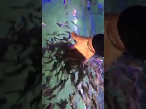 Fish pedicure setup, size: 2x4