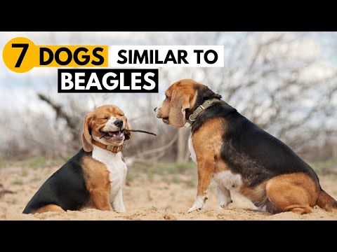 7 Dog Breeds Similar to Beagles | Best Beagle Alternatives