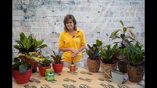 How to Care for a Croton Plant ENGLISH GARDENS