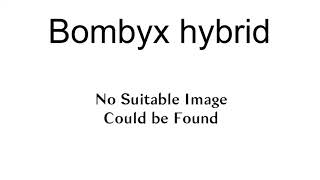 Bombyx Hybrid